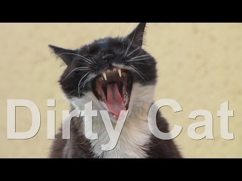 Dirty Cat - YouTube