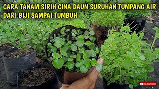 Download lagu Cara tanam sirih cina daun suruhan tumpang air dari biji sampai tumbuh mp3 Download lagu Cara tanam sirih cina daun suruhan tumpang air dari biji sampai tumbuh mp3