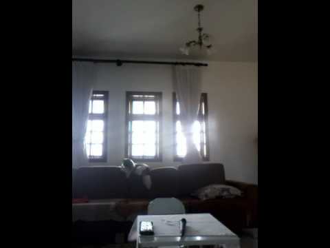 O palhaço  assassino 2 musica