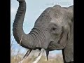 Elephant Trumpet