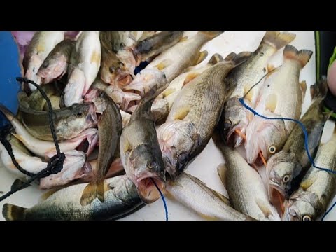 Part 2 Bass Fishing @ Lumot Lake Cavinti Laguna