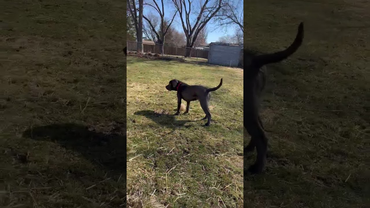 Enlarge Lenny, a ADOPTABLE mixed breed in Warrenville, IL video 6/6