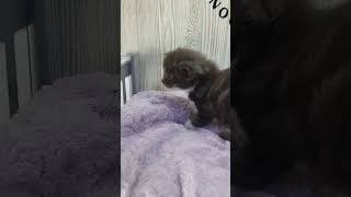 Her sweet tiny meows! #mainecoon #mainecooncat #kitten #mainecoon