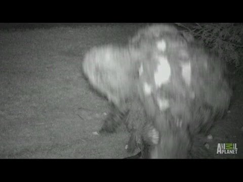 Mother Bigfoot with Baby? | Finding Bigfoot
