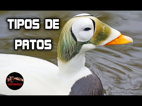 , title : 'RAZAS DE PATOS DOMESTICOS (Conoce los Patos híbridos y los Patos salvajes)'