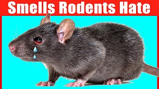 12 Smells that Mice and Rats Hate (#1 is Unbelievable)