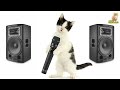 WUJUD QIDAM BAQO Kucing Sholawat