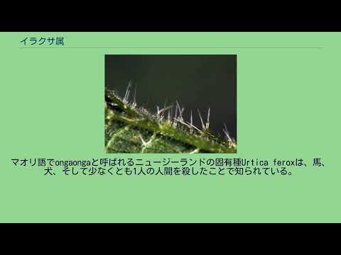 インドイラクサ 植物