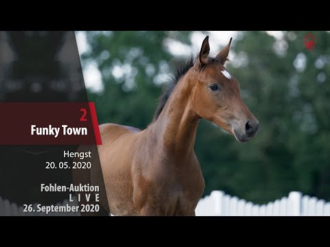 Fohlen-Auktion LIVE 26.September 2020 Lot 2 Funky Town Hengst v. Follow Him's Schönweide - Deveraux