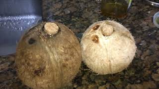 BRONQUITE COMO TRATAR NOVO