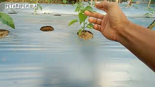 Download lagu Usia 24hari batang cabe rawitnya mulai pada bengkak mp3