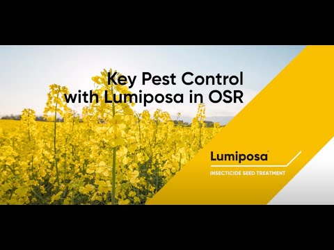 Lumiposa In OSR – Key Pest Control