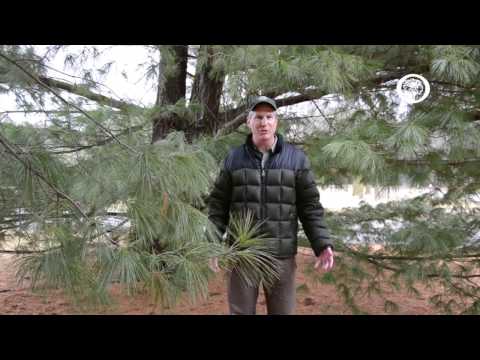 image-Is October too late to plant evergreens?