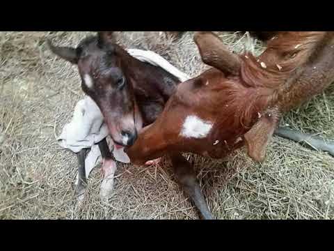 Hanoverian gelding by Lissaro Van De Helle