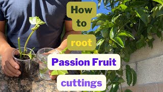 How to root passion fruit cuttings - Propagating Passion Fruits