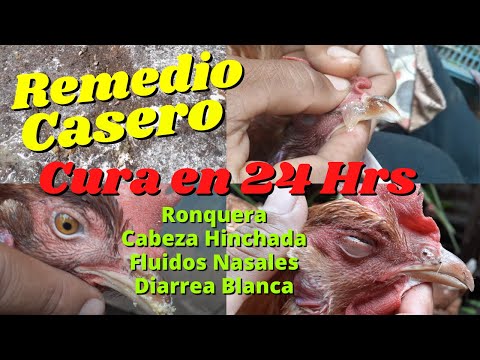 , title : 'Remedio Casero para CURAR Moquillo, Diarrea Blanca, Ronquera, Ojo Hinchado en Nuestras Gallinas'
