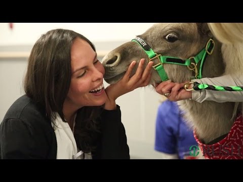 Miniature Horses Visit Rush