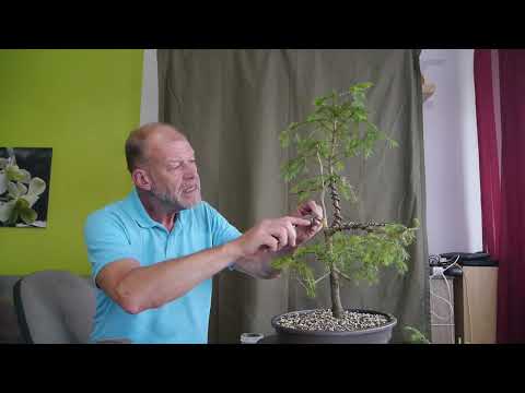 Die Rotfichte Das Gestrüpp