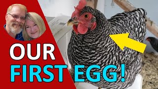 When do chickens lay eggs? Egg Laying Basics
