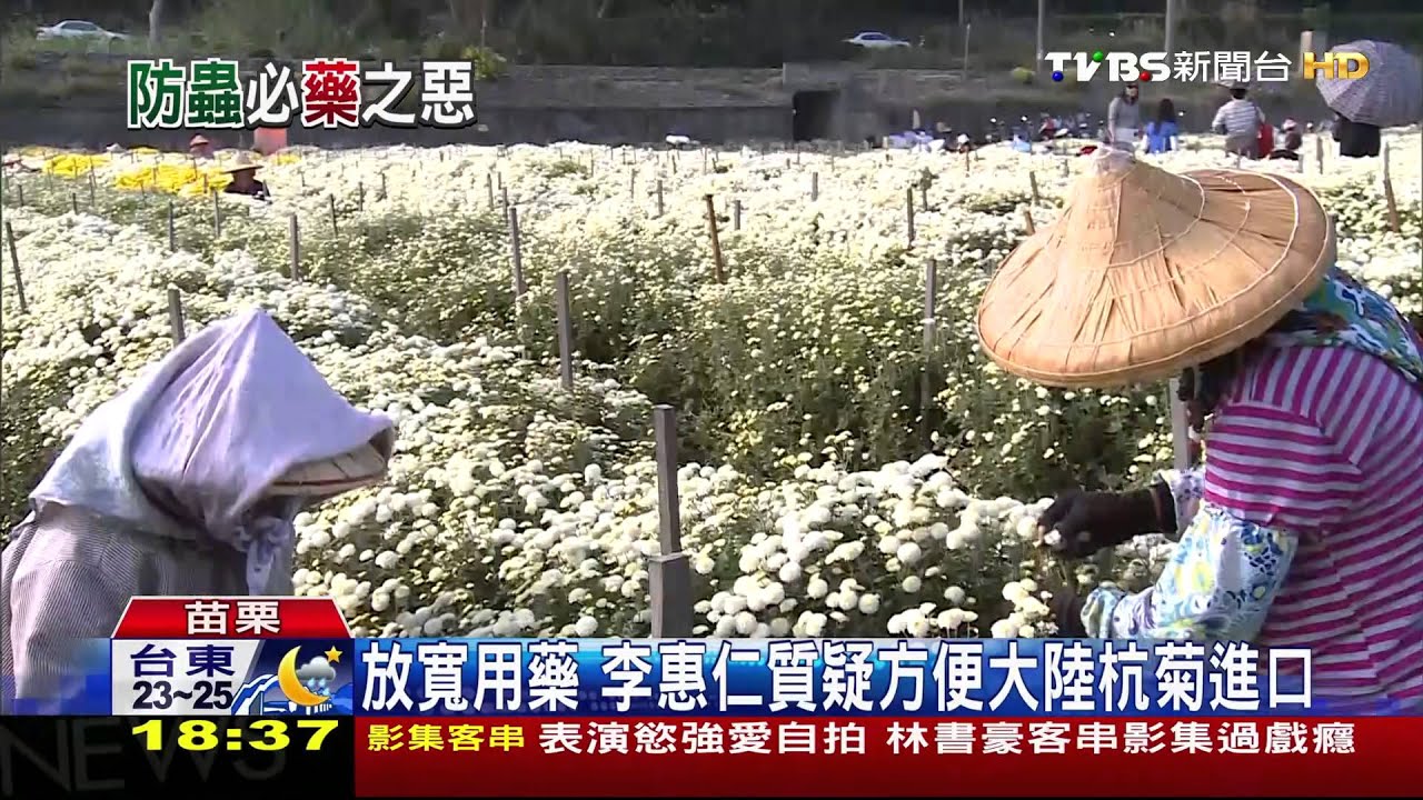杭菊盛開 公民導演轟:用藥8種放寬39種