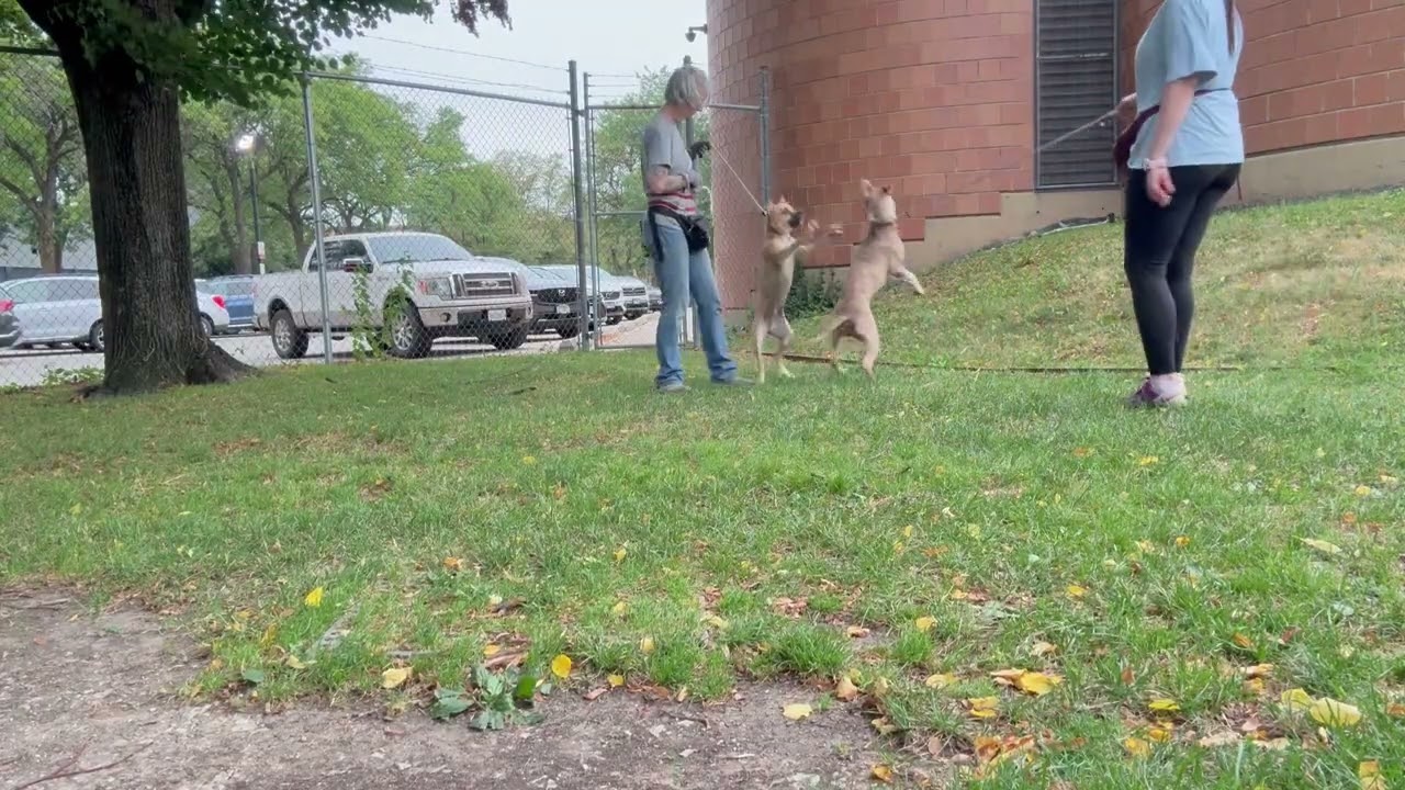 Ilayda's Leash Test