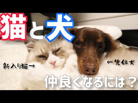 犬と猫が仲良くなるコツ
