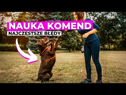 Najczęstsze Błędy Podczas Nauki Komend
