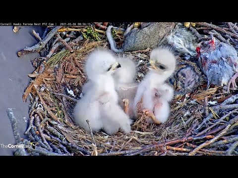 Third And Final Chick "K3" Hatches, Receives First Bites At #CornellHawks Nest – May 6, 2021