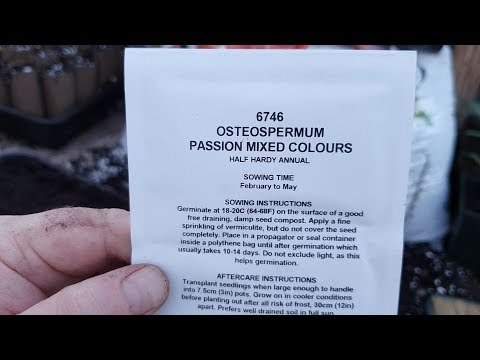 download lagu mp3 mp4 Osteospermum Passion Mix, download lagu Osteospermum Passion Mix gratis, unduh video klip Osteospermum Passion Mix