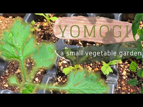 本物のよもぎ 植物