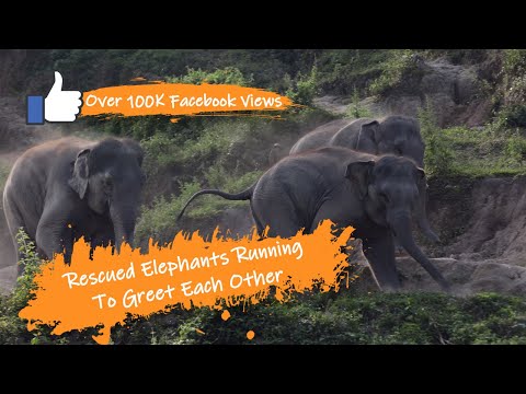Rescued elephants running to greet each other. | Over 100k views on Facebook
