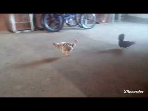 Galo e galinha Andando juntos