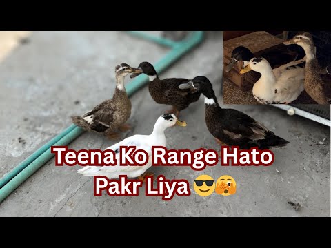  Aj zoo maTeena ko range hato pakr liya 🤟🫣