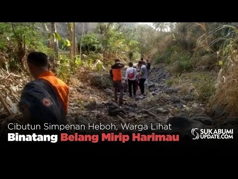 Video: Cibutun Simpenan Heboh, Warga Lihat Binatang Belang Mirip Harimau