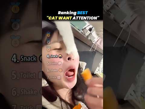 Ranking BEST ATTENTION HUNGRY CAT Core Moments!!
