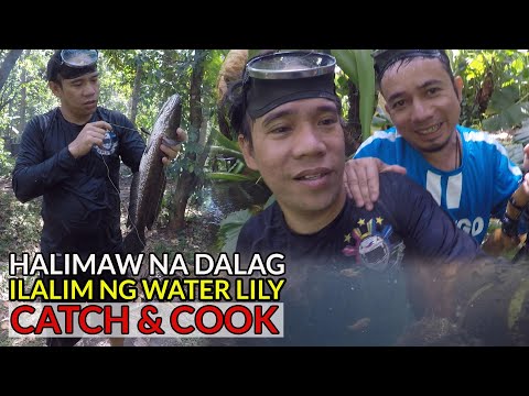 EP24 : Paninibat ng DALAG sa ilalim ng makating Water Lily | Spearfishing - Alaminos Laguna