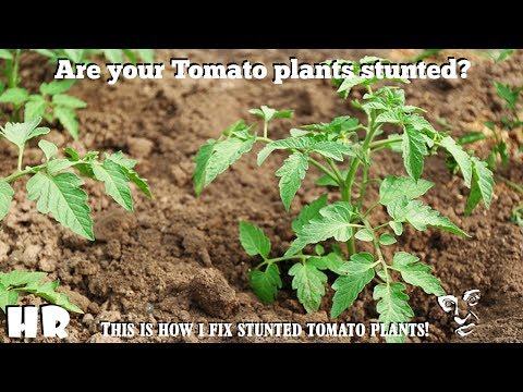 , title : '⟹ How To Recover Stunted Tomato Plants | Garden Tips #tomatoes'