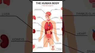 Human body # internal organs#shorts #shortvideo