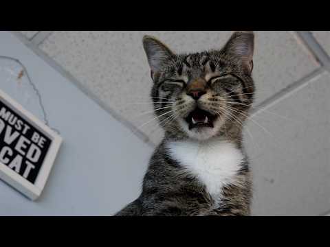 The Happiest Kitten Meows