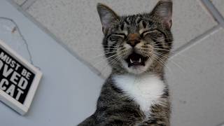 The happiest kitten meows