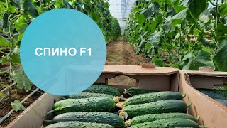Огурцы Спино Отзывы Фото Описание Огурцы Спино Отзывы Фото Описание