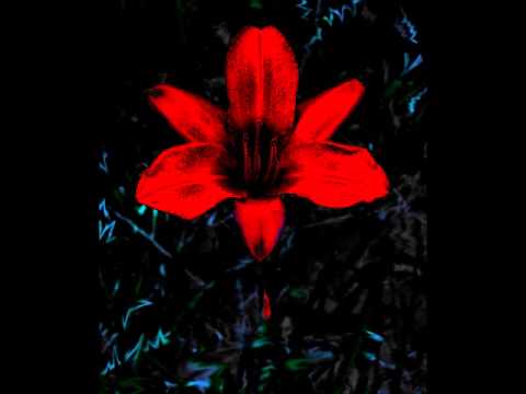 Non Compos Mentis - Without Bloodsheed