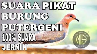 Download lagu SUARA BURUNG PUTER GENI/DERUK mp3