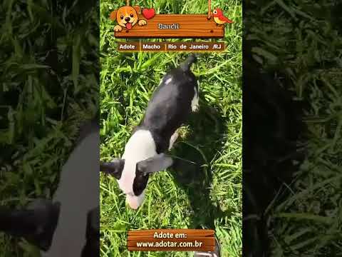 Vídeo de Bandit