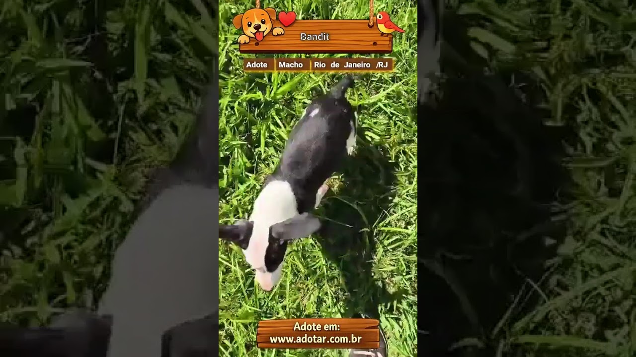 Cachorro raça SRD-ViraLata idade 2 a 6 meses nome Bandit