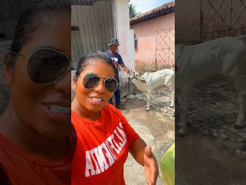 Bezerro jacson muito conhecido em Acajutiba 🌵 #foryou #interior #vidasimples