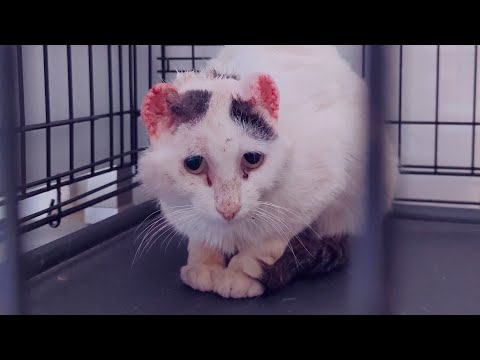 A Cat Who Was Abused And Shot Gets A Chance For A Better Life
