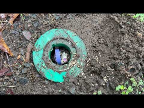 Termites Infesting Sentricon® Bait Station in Rumson, NJ