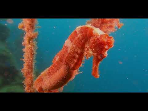 16 Odd-Shaped Bottom Dwellers - scuba diving video