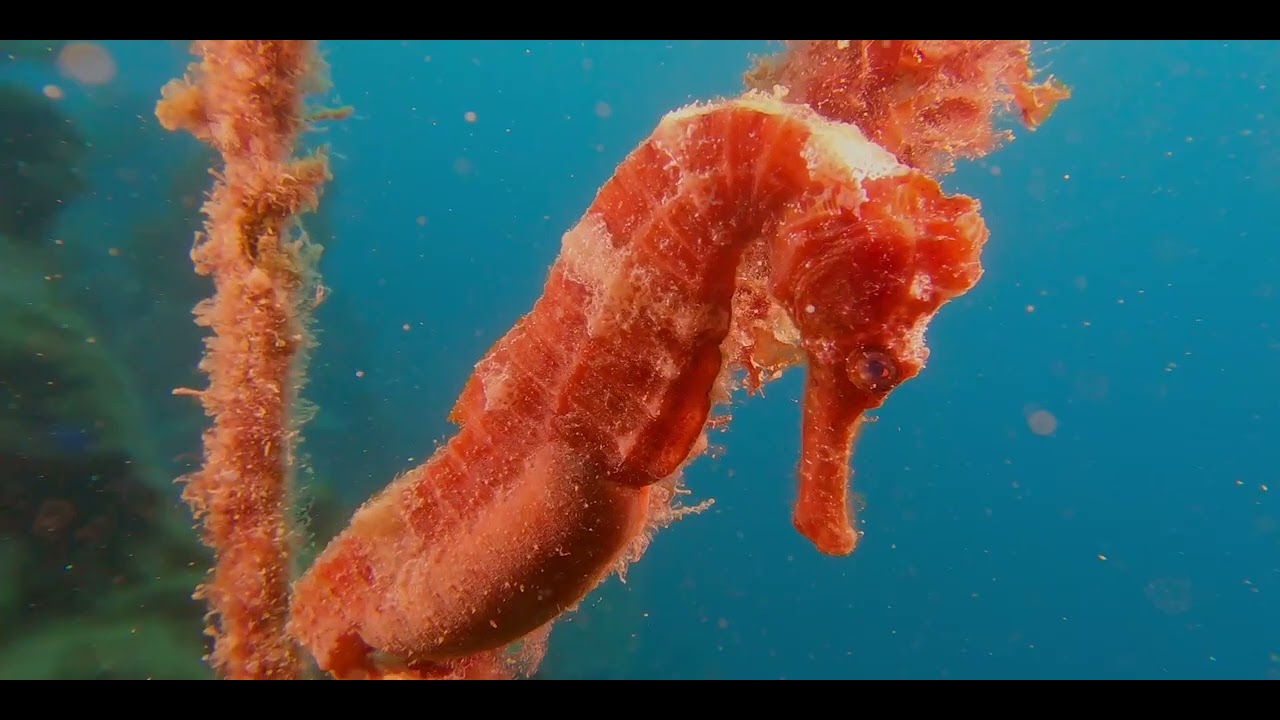 Third of 4 Odd-Shaped Swimmers - Caribbean - Multiple critter videos, genus and species.